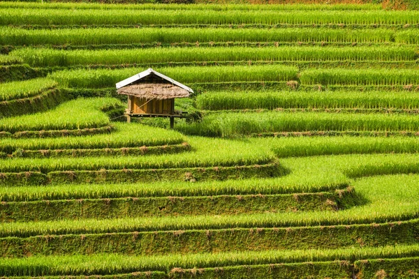 Campo de arroz em terraço em Mu Cang Chai, Vietnã — Fotografia de Stock