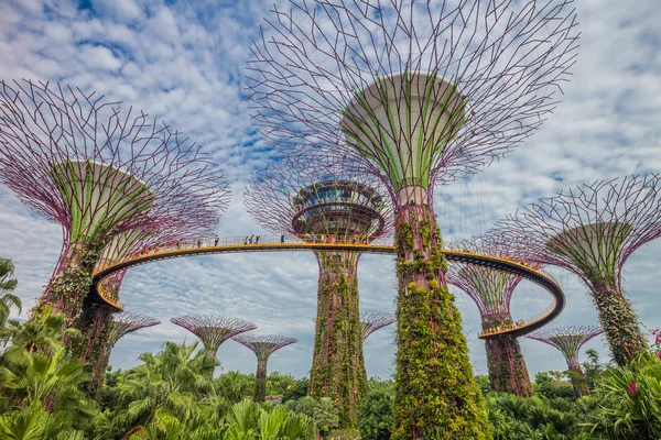 SINGAPUR - 01 DE AGOSTO DE 2015: Ranura de árboles súper en Singapur. Spa — Foto de Stock