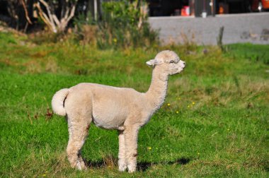 Alpaka yeşil çimenlerin üzerinde