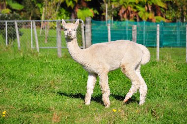 Alpaka yeşil çimenlerin üzerinde