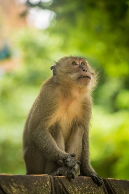 Maymun - uzun kuyruklu makak, Yengeç yiyen makak Tayland