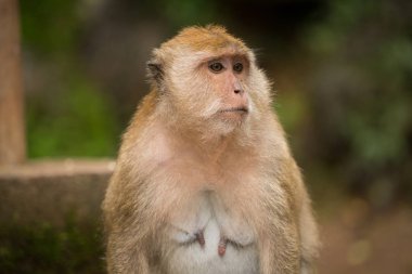 Maymun - uzun kuyruklu makak, Yengeç yiyen makak Tayland