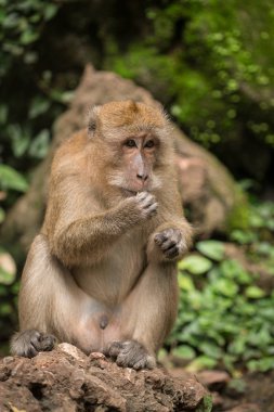 Maymun - uzun kuyruklu makak, Yengeç yiyen makak Tayland