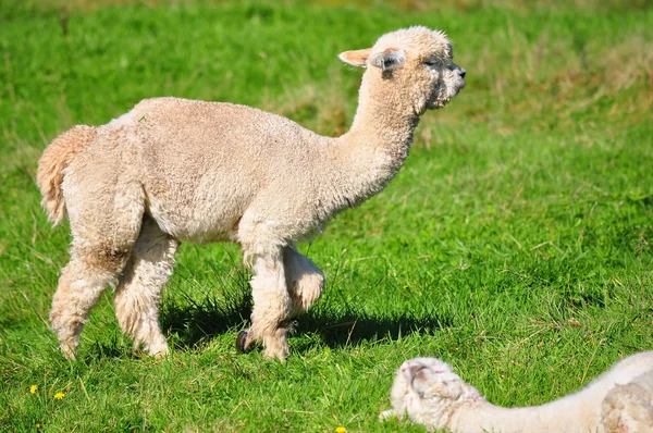 Alpaca op groen gras — Stockfoto