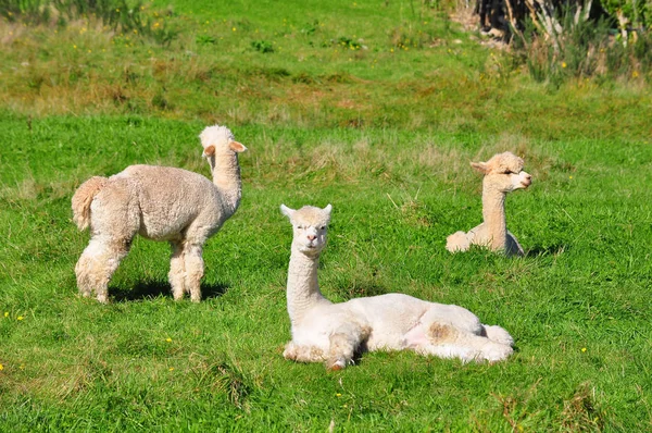 Alpaca บนหญ้าสีเขียว — ภาพถ่ายสต็อก