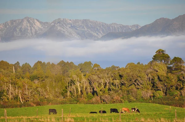 Коровы и горы Новой Зеландии — стоковое фото