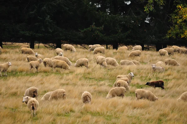 Yeni Zelanda koyun çiftliği — Stok fotoğraf