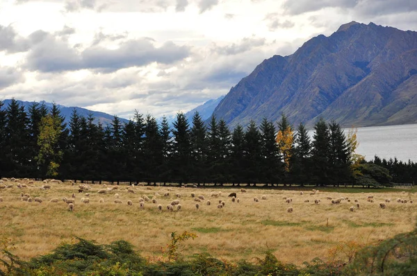 在新西兰羊农场 — 图库照片
