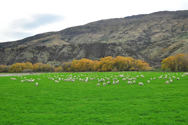 Yeni Zelanda koyun çiftliği — Stok fotoğraf