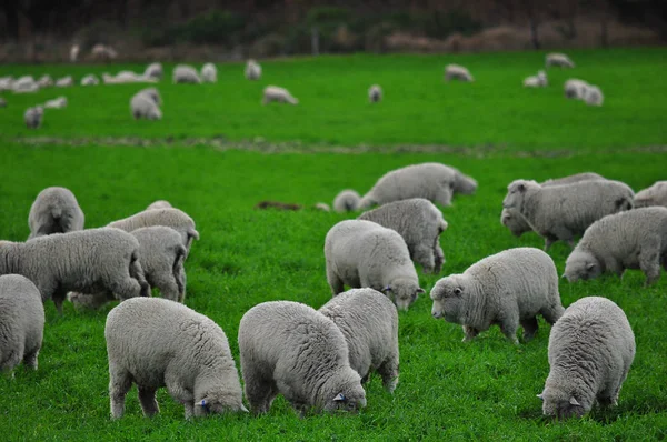 Sheep farm in New Zealand — Stock Photo, Image