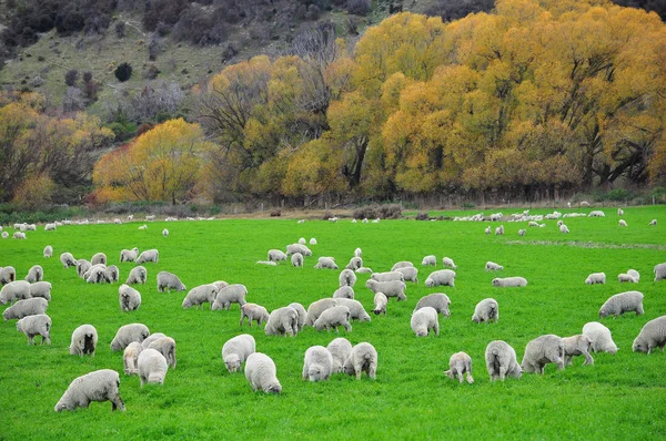 Granja de ovejas en Nueva Zelanda — Foto de Stock