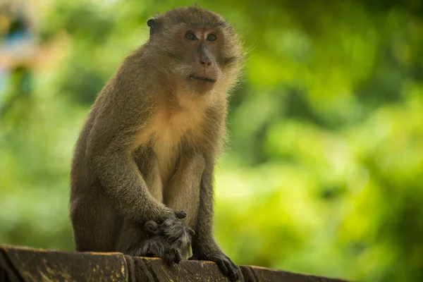 Aap - lange-tailed makaak, Krabbenetende makaak in Thailand — Stockfoto