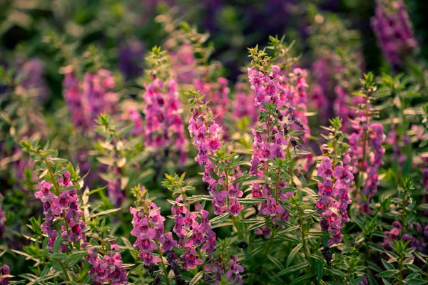 Flores. Imagem tom quente de flores. A luz do sol da manhã brilha — Fotografia de Stock