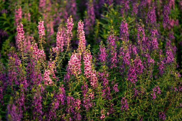 Flores. Imagem tom quente de flores. A luz do sol da manhã brilha — Fotografia de Stock