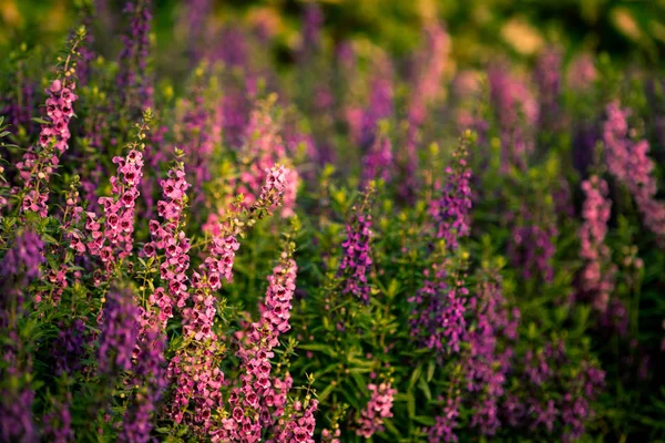 Flores. Imagen de tono cálido de las flores. La luz del sol de la mañana brilla —  Fotos de Stock