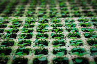 Yeni filizlenen salvia bitki