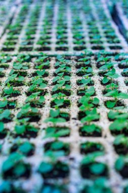 Yeni filizlenen salvia bitki