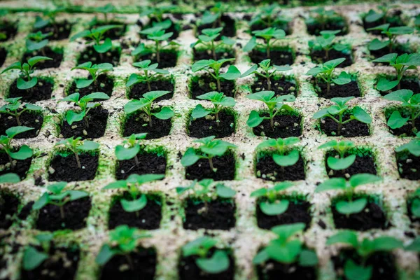 Salvia plant newly sprouting