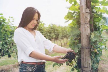Şaraplık üzüm bağı içinde kontrol bağ işçi