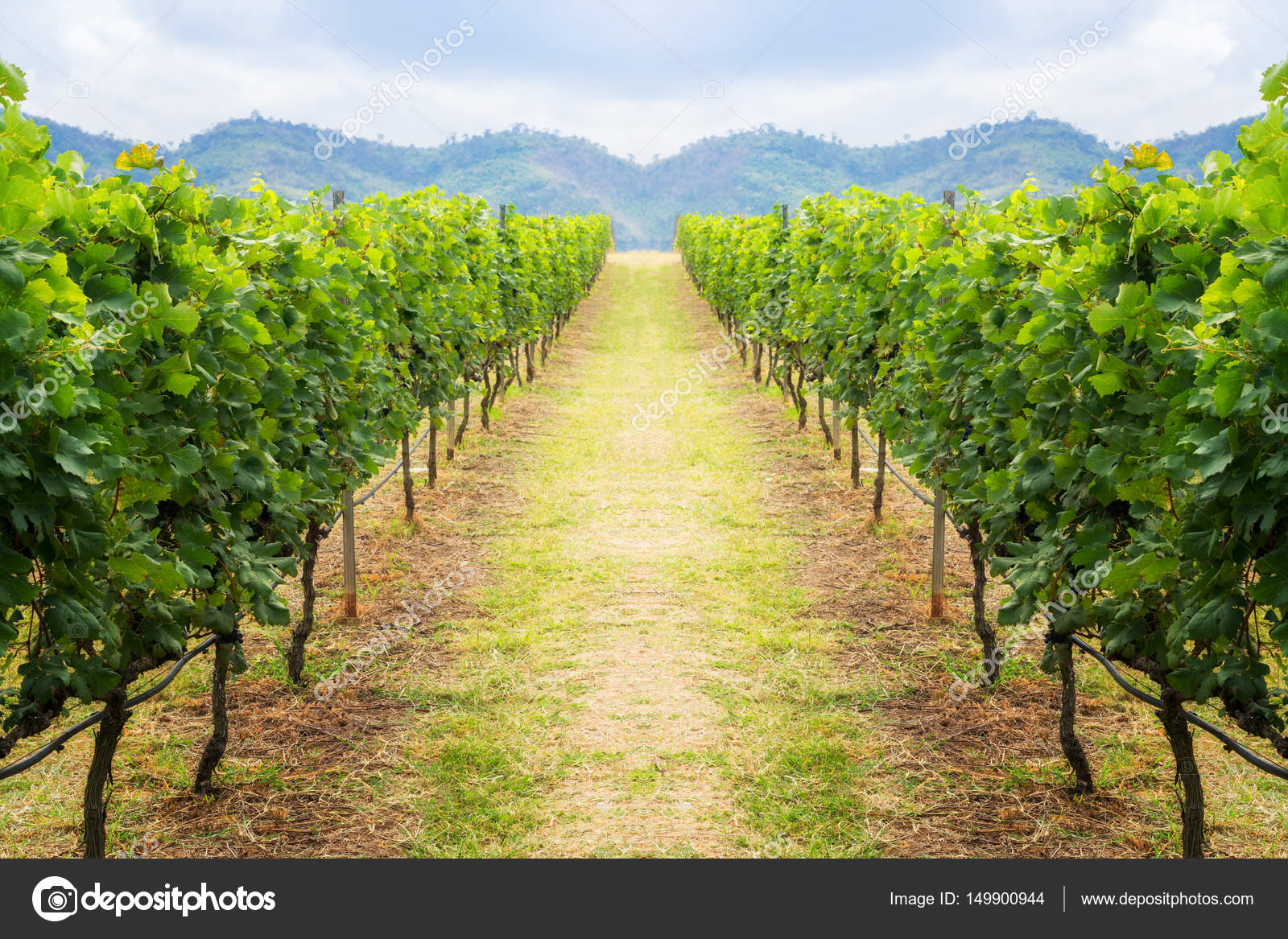 Vineyard Wallpaper