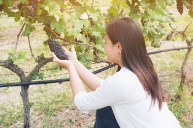 Şaraplık üzüm bağı içinde kontrol bağ işçi