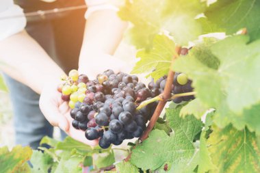 Şaraplık üzüm bağı içinde kontrol bağ işçi