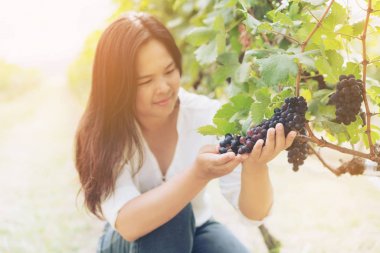 Şaraplık üzüm bağı içinde kontrol bağ işçi