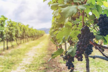 Olgun üzüm bağları demet