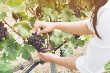 Şaraplık üzüm bağı içinde kontrol bağ işçi