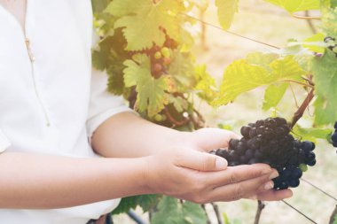 Şaraplık üzüm bağı içinde kontrol bağ işçi