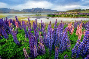 Lake Tekapo Lupin alan odak karışık