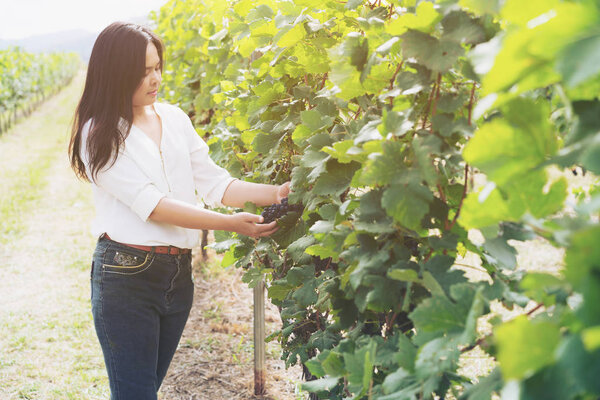 Vineyard worker checking wine grapes in vineyard