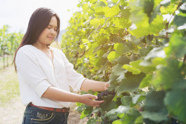 Vineyard worker checking wine grapes in vineyard
