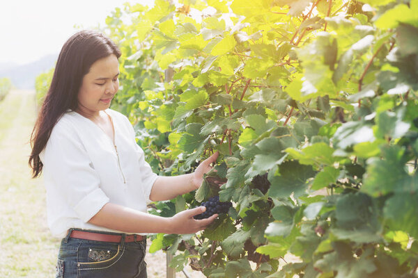 Vineyard worker checking wine grapes in vineyard