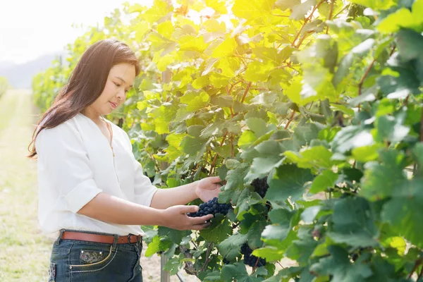 Şaraplık üzüm bağı içinde kontrol bağ işçi