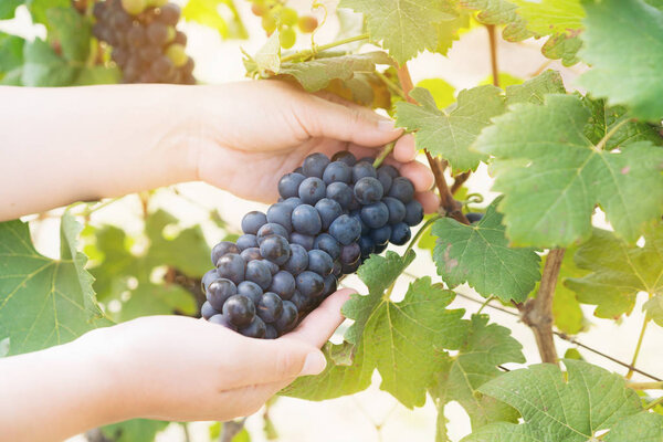 Vineyard worker checking wine grapes in vineyard
