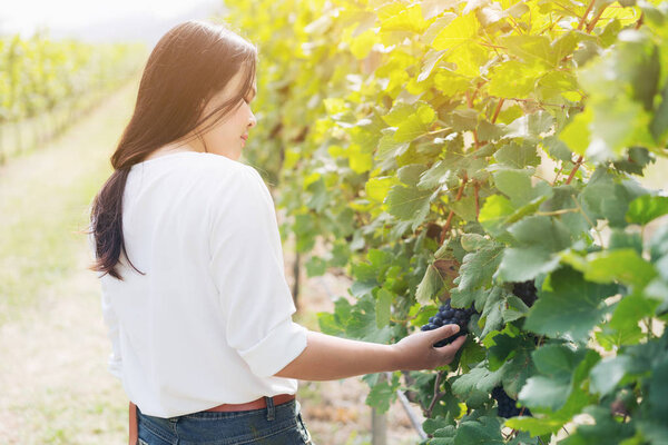 Vineyard worker checking wine grapes in vineyard
