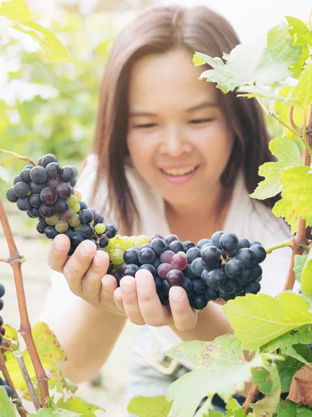 Şaraplık üzüm bağı içinde kontrol bağ işçi