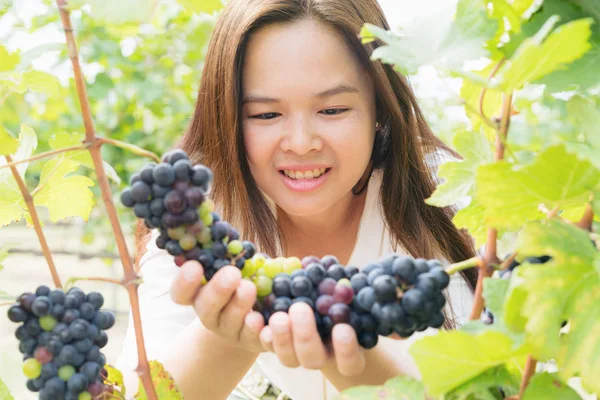 Şaraplık üzüm bağı içinde kontrol bağ işçi