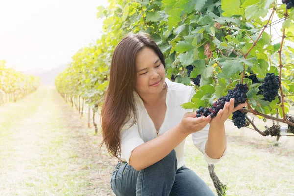 Şaraplık üzüm bağı içinde kontrol bağ işçi