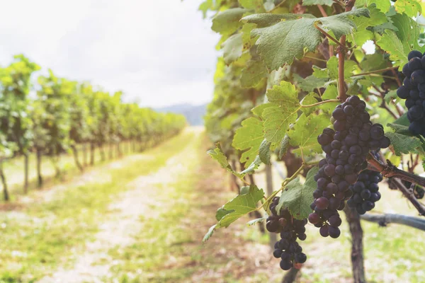 Olgun üzüm bağları demet