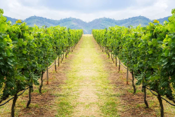 Wijngaard traject en berg achtergrond landschap op heuvel — Stockfoto