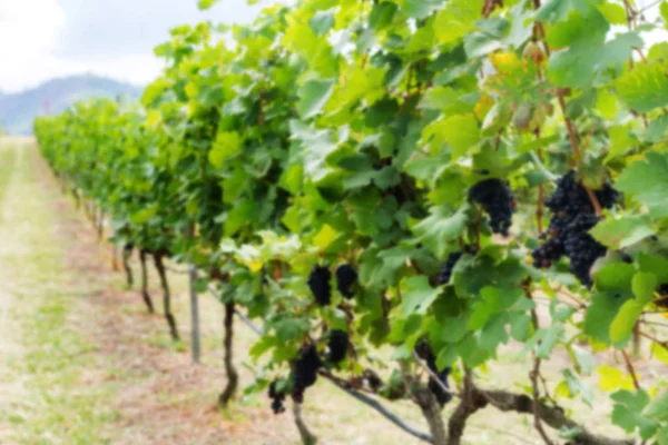 Reife Trauben in den Weinbergen — Stockfoto