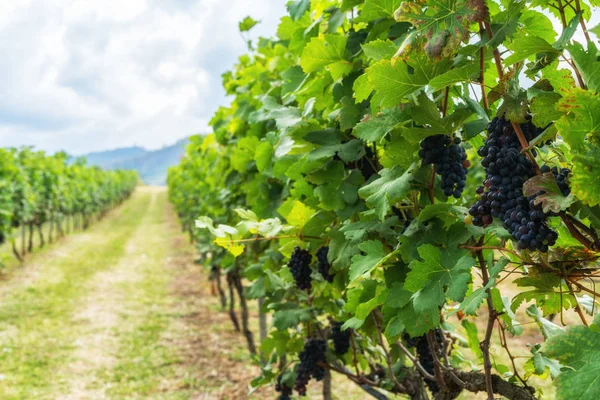 Banda zralých hroznů ve vinicích — Stock fotografie