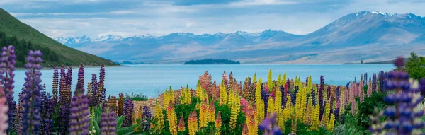 Krajobraz w Lake Tekapo Lupin pola w Nowej Zelandii — Zdjęcie stockowe