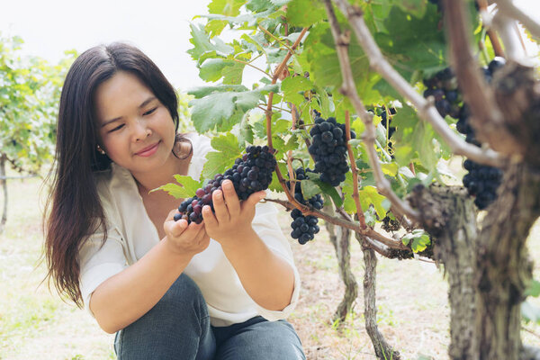 Vineyard worker checking wine grapes in vineyard