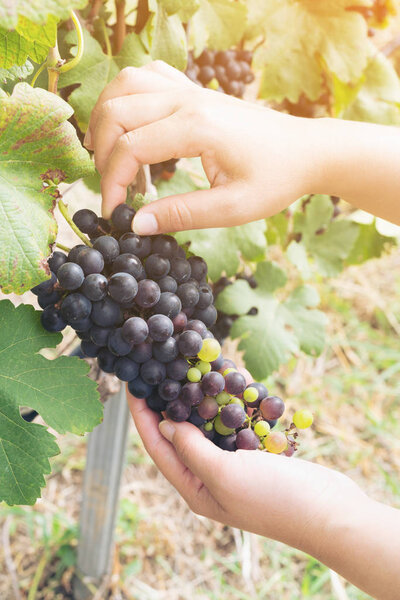 Vineyard worker checking wine grapes in vineyard