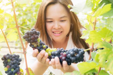 Şaraplık üzüm bağı içinde kontrol bağ işçi