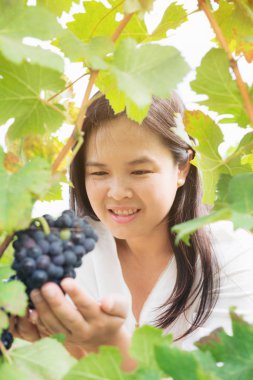 Şaraplık üzüm bağı içinde kontrol bağ işçi