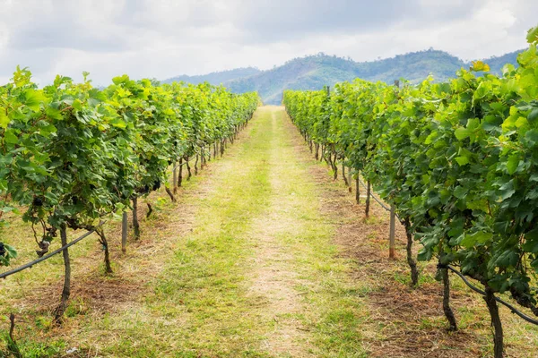 Wijngaard traject en berg achtergrond landschap op heuvel — Stockfoto